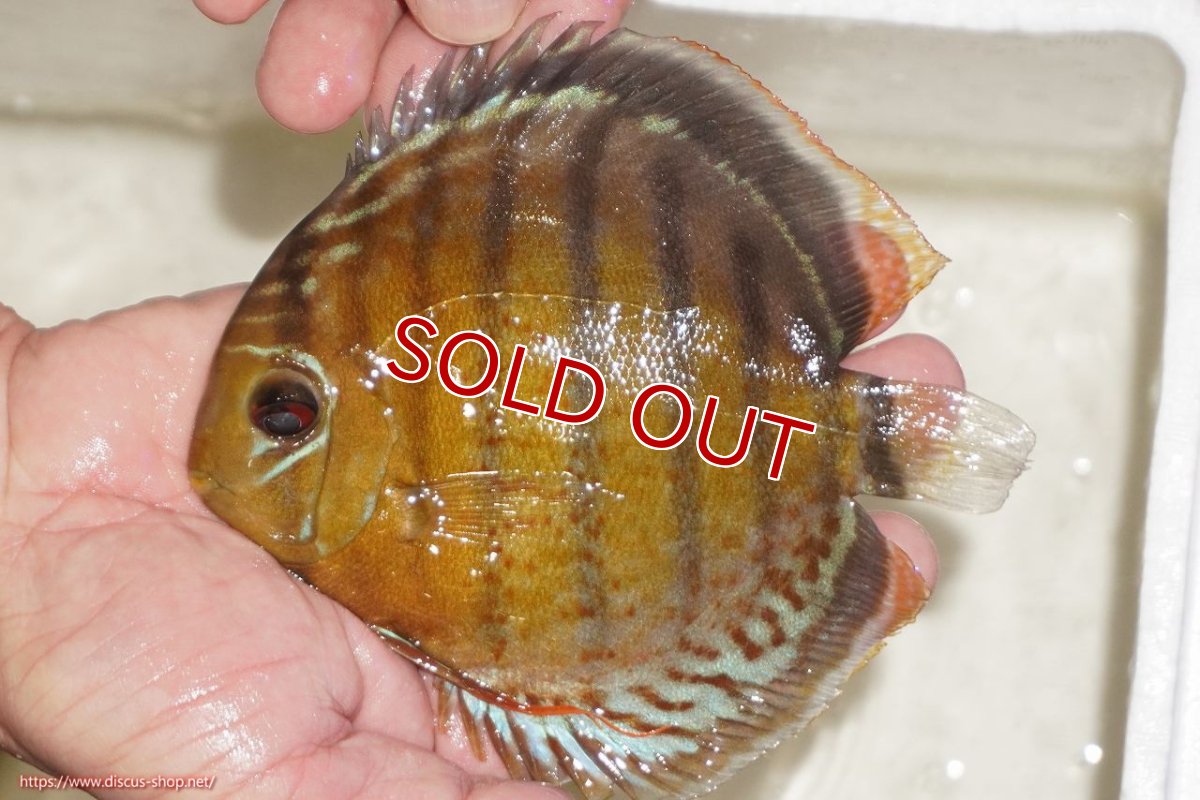 画像1: 【決算セール対象個体】【ワイルドディスカス】【通販】【今シーズン超希少種】アッパーテフェロイヤルグリーン【個体販売】14-16cm（生体）アッパーテフェ産 (1)