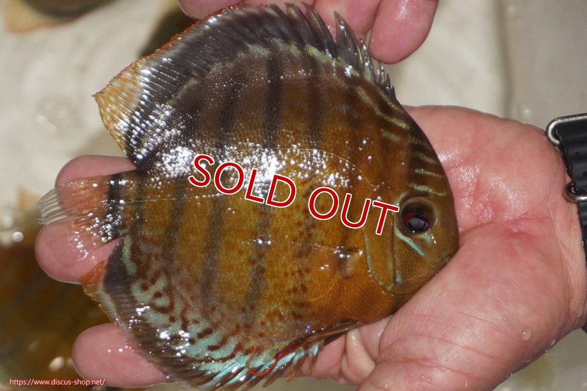 画像2: 【決算セール対象個体】【ワイルドディスカス】【通販】【今シーズン超希少種】アッパーテフェロイヤルグリーン【個体販売】14-16cm（生体）アッパーテフェ産 (2)