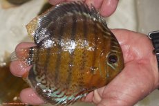 画像2: 【決算セール対象個体】【ワイルドディスカス】【通販】【今シーズン超希少種】アッパーテフェロイヤルグリーン【個体販売】14-16cm（生体）アッパーテフェ産 (2)