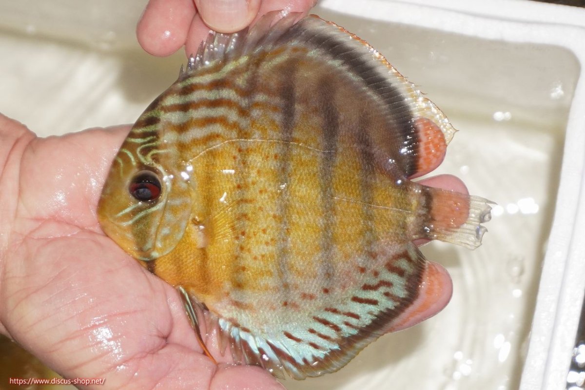 画像1: 【決算セール対象個体】【ワイルドディスカス】【通販】【今シーズン超希少種】アッパーテフェロイヤルグリーン【個体販売】14-16cm（生体）アッパーテフェ産 (1)