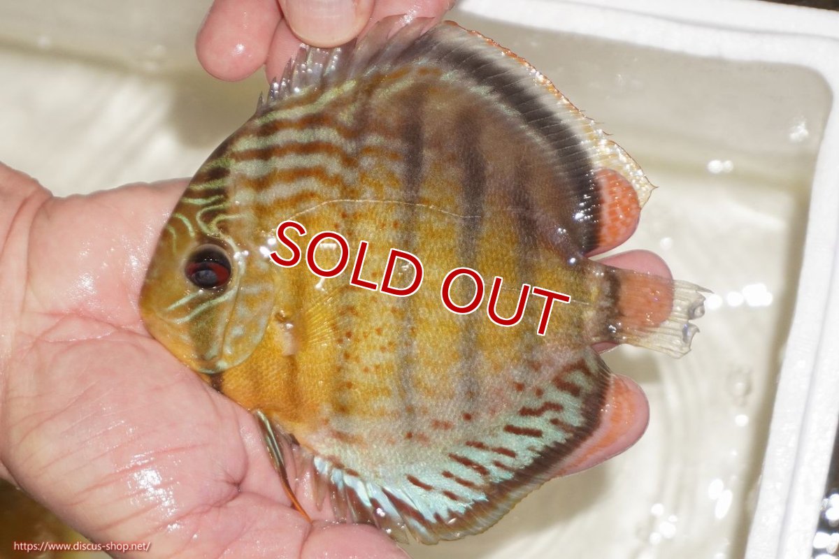 画像1: 【決算セール対象個体】【ワイルドディスカス】【通販】【今シーズン超希少種】アッパーテフェロイヤルグリーン【個体販売】14-16cm（生体）アッパーテフェ産 (1)