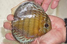 画像2: 【決算セール対象個体】【ワイルドディスカス】【通販】【今シーズン超希少種】アッパーテフェロイヤルグリーン【個体販売】14-16cm（生体）アッパーテフェ産 (2)