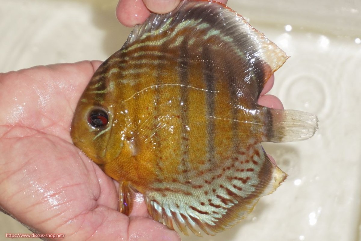 画像1: 【決算セール対象個体】【ワイルドディスカス】【通販】【今シーズン超希少種】アッパーテフェロイヤルグリーン【個体販売】14-16cm（生体）アッパーテフェ産 (1)