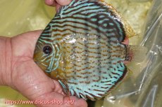 画像1: 【ワイルドディスカス】【通販】【今シーズン超希少種】アッパーテフェスーパーロイヤル【個体販売】16cm（生体）アッパーテフェ産 (1)