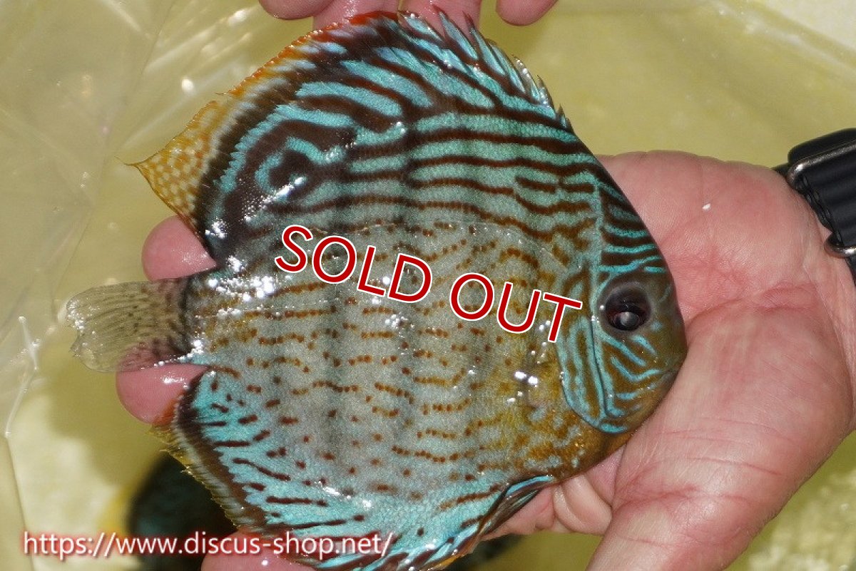 画像2: 【ワイルドディスカス】【通販】【今シーズン超希少種】アッパーテフェスーパーロイヤル【個体販売】16cm（生体）アッパーテフェ産 (2)