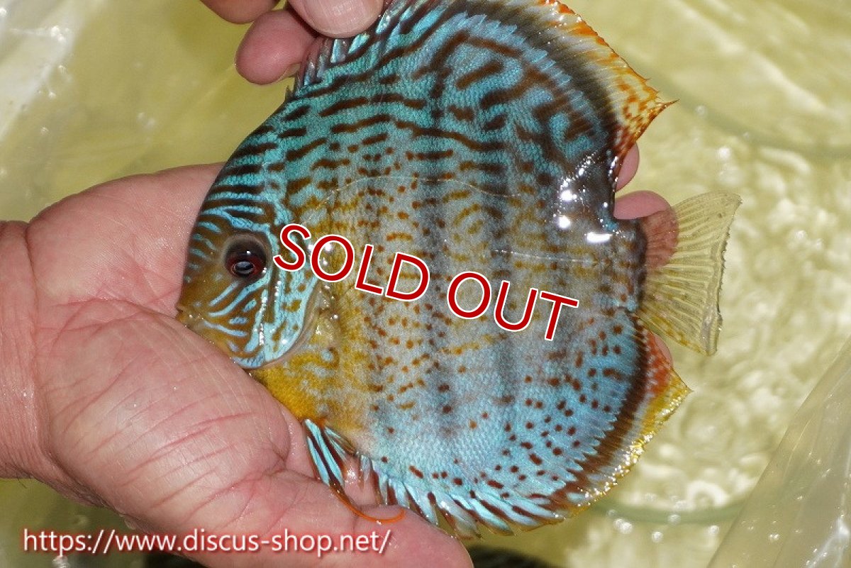 画像1: 【ワイルドディスカス】【通販】【今シーズン超希少種】アッパーテフェスーパーロイヤル【個体販売】15cm（生体）アッパーテフェ産 (1)