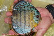 画像2: 【ワイルドディスカス】【通販】【今シーズン超希少種】アッパーテフェスーパーロイヤル【個体販売】15cm（生体）アッパーテフェ産 (2)