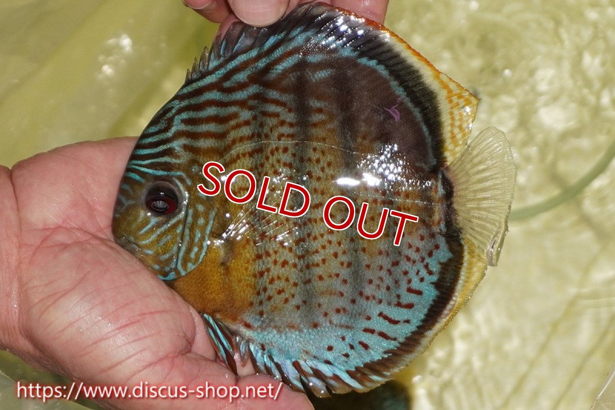 画像1: 【ワイルドディスカス】【通販】【今シーズン超希少種】アッパーテフェスーパーロイヤル【個体販売】16cm（生体）アッパーテフェ産 (1)