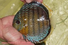 画像1: 【ワイルドディスカス】【通販】【今シーズン超希少種】アッパーテフェスーパーロイヤル【個体販売】16cm（生体）アッパーテフェ産 (1)