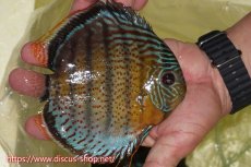 画像2: 【ワイルドディスカス】【通販】【今シーズン超希少種】アッパーテフェスーパーロイヤル【個体販売】16cm（生体）アッパーテフェ産 (2)