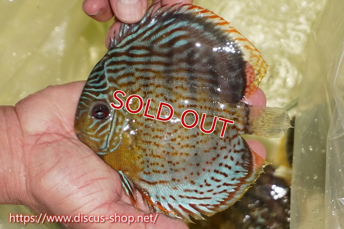 画像1: 【ワイルドディスカス】【通販】【今シーズン超希少種】アッパーテフェスーパーロイヤル【個体販売】15cm（生体）アッパーテフェ産 (1)