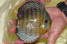 画像2: 【ワイルドディスカス】【通販】【今シーズン超希少種】アッパーテフェスーパーロイヤル【個体販売】15cm（生体）アッパーテフェ産 (2)