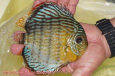 画像2: 【ワイルドディスカス】【通販】【今シーズン超希少種】アッパーテフェスーパーロイヤル【個体販売】16cm（生体）アッパーテフェ産 (2)