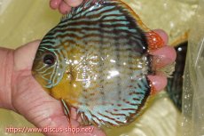 画像3: 【30周年記念セール対象個体】【ワイルドディスカス】【通販】【今シーズン超希少種】アッパーテフェスーパーロイヤル【個体販売】16cm（生体）アッパーテフェ産 (3)