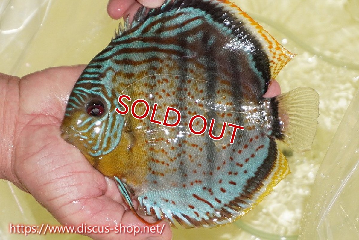 画像1: 【ワイルドディスカス】【通販】【今シーズン超希少種】アッパーテフェスーパーロイヤル【個体販売】16cm（生体）アッパーテフェ産 (1)