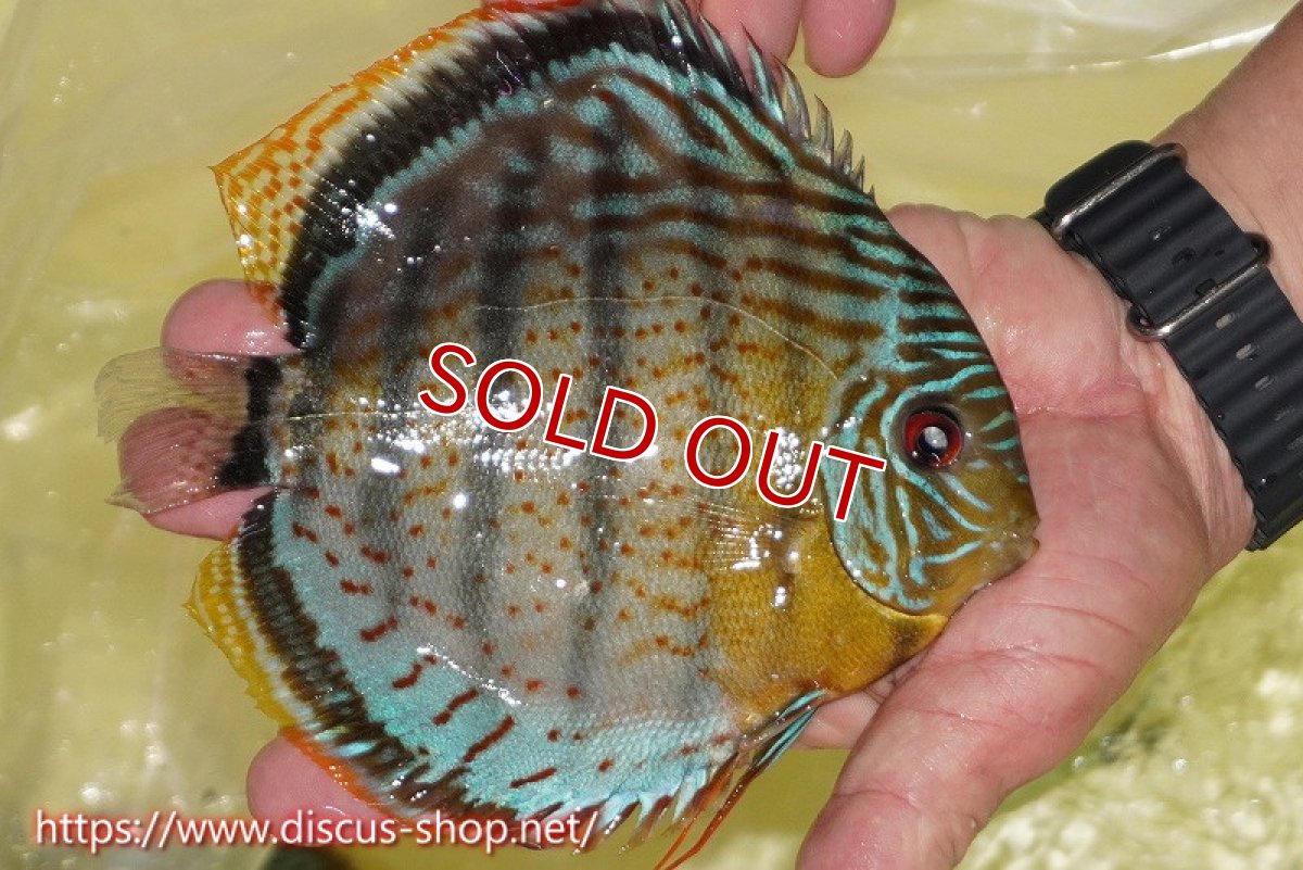 画像2: 【ワイルドディスカス】【通販】【今シーズン超希少種】アッパーテフェスーパーロイヤル【個体販売】16cm（生体）アッパーテフェ産 (2)