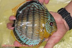 画像2: 【ワイルドディスカス】【通販】【今シーズン超希少種】アッパーテフェスーパーロイヤル【個体販売】16cm（生体）アッパーテフェ産 (2)