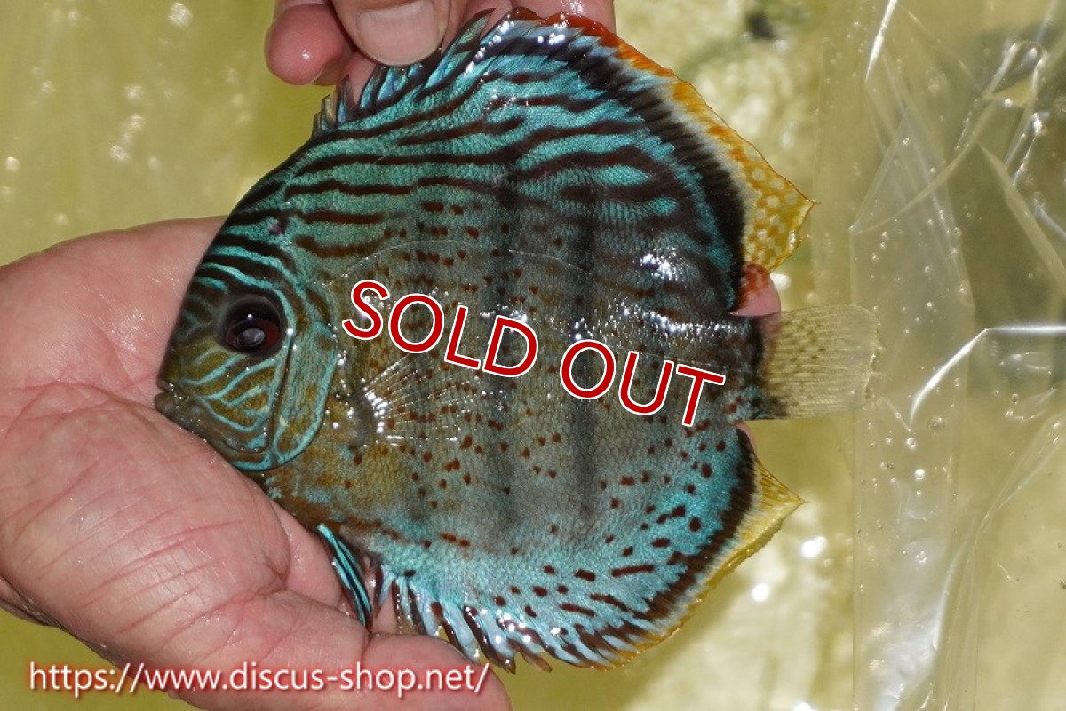 画像1: 【ワイルドディスカス】【通販】【今シーズン超希少種】アッパーテフェスーパーロイヤル【個体販売】16cm（生体）アッパーテフェ産 (1)