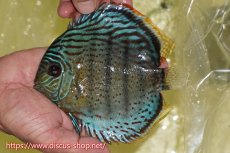 画像1: 【ワイルドディスカス】【通販】【今シーズン超希少種】アッパーテフェスーパーロイヤル【個体販売】16cm（生体）アッパーテフェ産 (1)