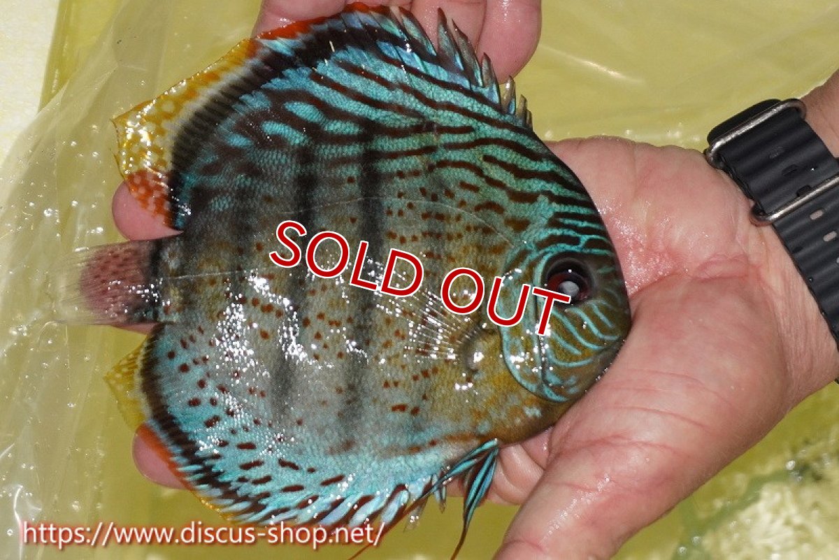 画像2: 【ワイルドディスカス】【通販】【今シーズン超希少種】アッパーテフェスーパーロイヤル【個体販売】16cm（生体）アッパーテフェ産 (2)