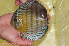 画像1: 【ワイルドディスカス】【通販】【今シーズン超希少種】アッパーテフェスーパーロイヤル【個体販売】15cm（生体）アッパーテフェ産 (1)