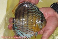 画像3: 【30周年記念セール対象個体】【ワイルドディスカス】【通販】【今シーズン超希少種】アッパーテフェスーパーロイヤル【個体販売】15cm（生体）アッパーテフェ産 (3)