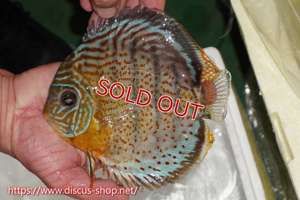 画像1: 【30周年記念セール対象個体】【ワイルドディスカス】【通販】【今シーズン超希少種】アッパーテフェスーパーロイヤル（金目）【個体販売】16cm（生体）アッパーテフェ産 (1)