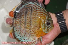 画像2: 【ワイルドディスカス】【通販】【今シーズン超希少種】アッパーテフェスーパーロイヤル（金目）【個体販売】16cm（生体）アッパーテフェ産 (2)