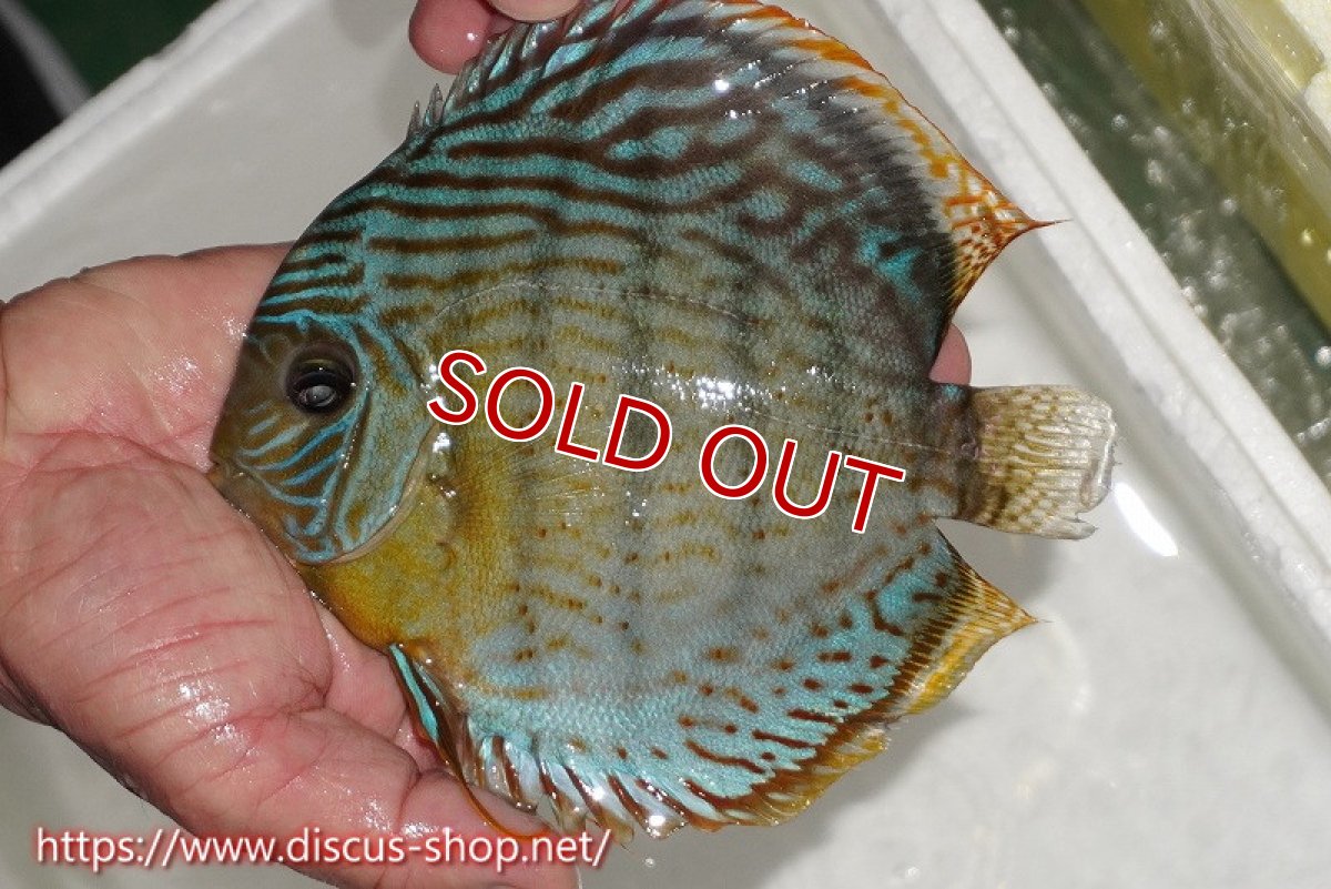 画像1: 【ワイルドディスカス】【通販】【今シーズン超希少種】アッパーテフェスーパーロイヤル（金目）【個体販売】16cm（生体）アッパーテフェ産 (1)