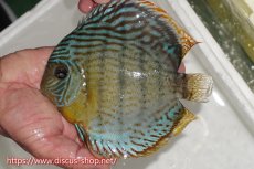 画像1: 【ワイルドディスカス】【通販】【今シーズン超希少種】アッパーテフェスーパーロイヤル（金目）【個体販売】16cm（生体）アッパーテフェ産 (1)