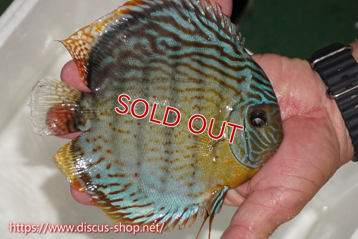 画像2: 【ワイルドディスカス】【通販】【今シーズン超希少種】アッパーテフェスーパーロイヤル（金目）【個体販売】16cm（生体）アッパーテフェ産 (2)
