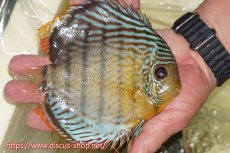 画像2: 【ワイルドディスカス】【通販】【今シーズン超希少種】アッパーテフェロイヤルグリーン（金目）【個体販売】15cm（生体）アッパーテフェ産 (2)