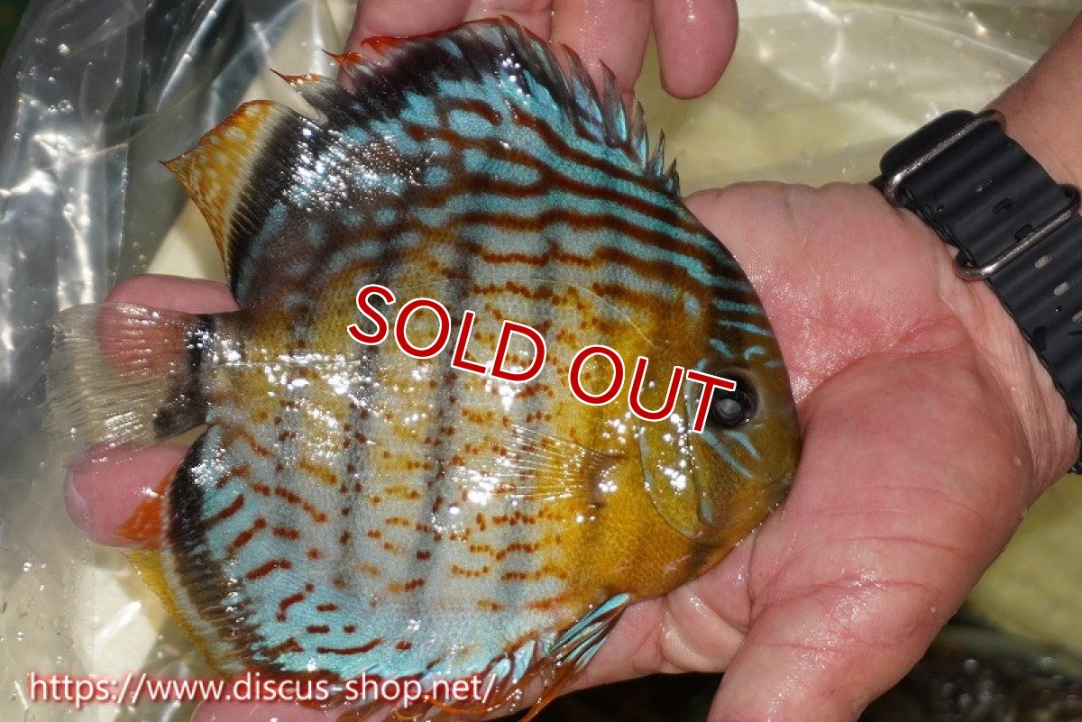 画像2: 【30周年記念セール対象個体】【ワイルドディスカス】【通販】【今シーズン超希少種】アッパーテフェロイヤルグリーン（金目）【個体販売】15cm（生体）アッパーテフェ産 (2)