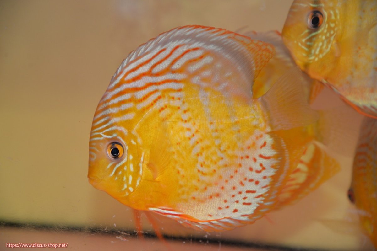 画像1: 【30周年記念セール対象個体】【ワイルドディスカス】【通販】【今シーズン超希少種】アッパーテフェロイヤルグリーン（金目）【個体販売】15cm（生体）アッパーテフェ産 (1)