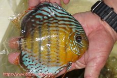 画像2: 【ワイルドディスカス】【通販】【今シーズン超希少種】アッパーテフェロイヤルグリーン【個体販売】15cm（生体）アッパーテフェ産 (2)