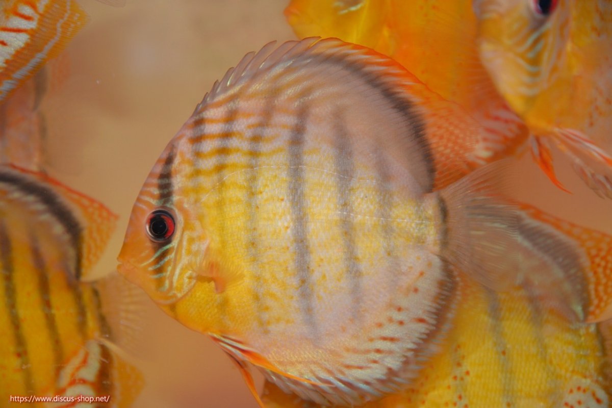 画像1: 【30周年記念セール対象個体】【ワイルドディスカス】【通販】【今シーズン超希少種】アッパーテフェロイヤルグリーン【個体販売】15cm（生体）アッパーテフェ産 (1)