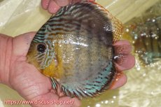 画像1: 【ワイルドディスカス】【通販】【今シーズン超希少種】アッパーテフェロイヤルグリーン【個体販売】15cm（生体）アッパーテフェ産 (1)