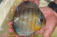 画像3: 【30周年記念セール対象個体】【ワイルドディスカス】【通販】【今シーズン超希少種】アッパーテフェロイヤルグリーン【個体販売】15cm（生体）アッパーテフェ産 (3)