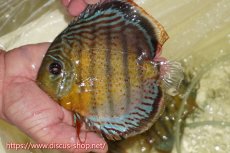 画像1: 【ワイルドディスカス】【通販】【今シーズン超希少種】アッパーテフェロイヤルグリーン【個体販売】15cm（生体）アッパーテフェ産 (1)