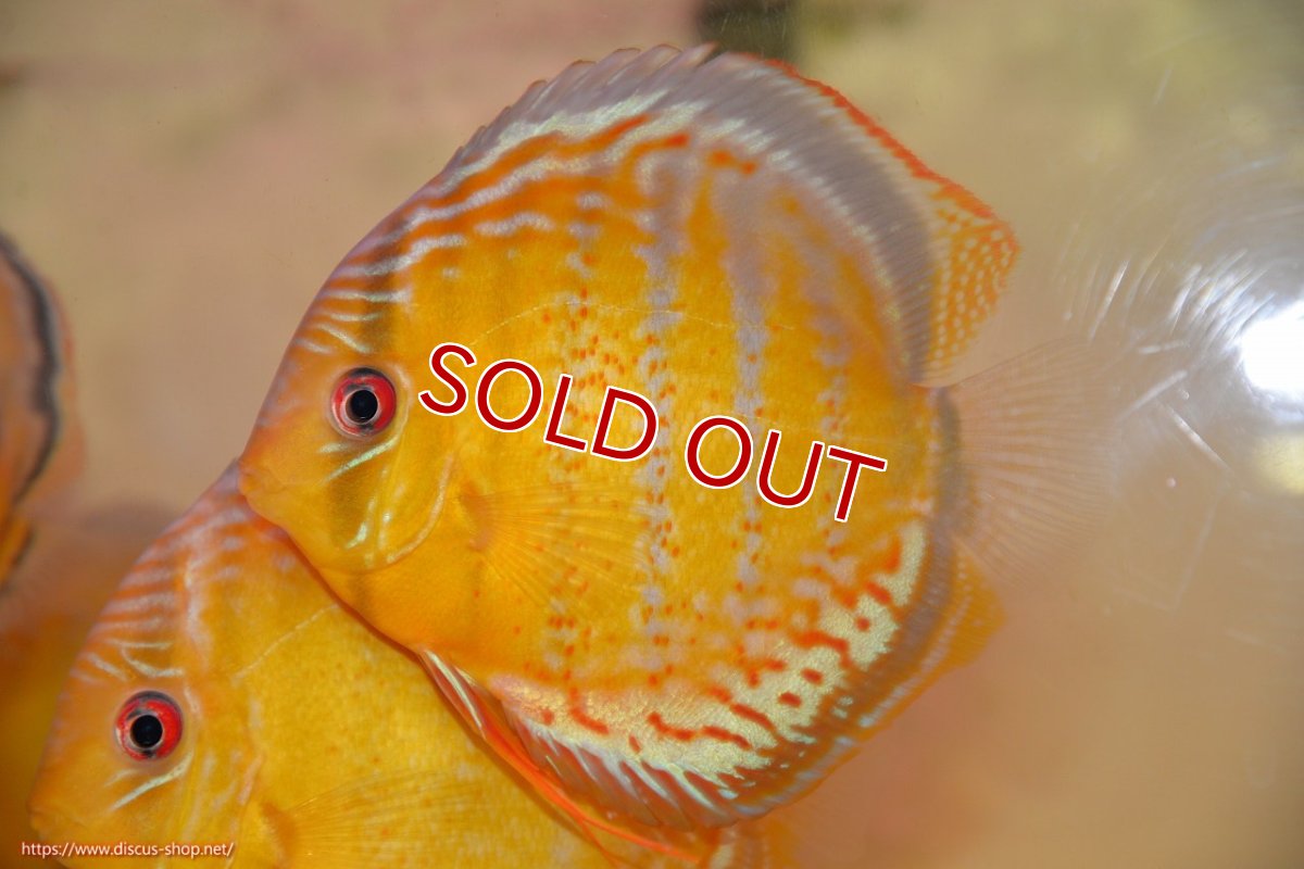 画像1: 【30周年記念セール対象個体】【ワイルドディスカス】【通販】【今シーズン超希少種】アッパーテフェロイヤルグリーン【個体販売】15cm（生体）アッパーテフェ産 (1)