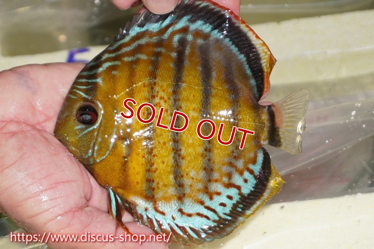 画像2: 【30周年記念セール対象個体】【ワイルドディスカス】【通販】【今シーズン超希少種】アッパーテフェロイヤルグリーン【個体販売】15cm（生体）アッパーテフェ産 (2)