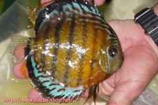 画像2: 【ワイルドディスカス】【通販】【今シーズン超希少種】アッパーテフェロイヤルグリーン【個体販売】15cm（生体）アッパーテフェ産 (2)