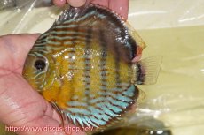 画像1: 【ワイルドディスカス】【通販】【今シーズン超希少種】アッパーテフェロイヤルグリーン【個体販売】15cm（生体）アッパーテフェ産 (1)