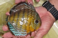 画像2: 【ワイルドディスカス】【通販】【今シーズン超希少種】アッパーテフェロイヤルグリーン【個体販売】15cm（生体）アッパーテフェ産 (2)