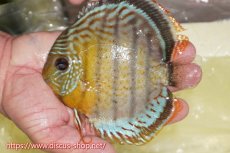 画像1: 【ワイルドディスカス】【通販】【今シーズン超希少種】アッパーテフェロイヤルグリーン【個体販売】15cm（生体）アッパーテフェ産 (1)