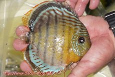 画像2: 【ワイルドディスカス】【通販】【今シーズン超希少種】アッパーテフェロイヤルグリーン【個体販売】15cm（生体）アッパーテフェ産 (2)