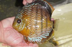 画像1: 【ワイルドディスカス】【通販】【今シーズン超希少種】アッパーテフェロイヤルグリーン（腹ビレ難有り）【個体販売】15cm（生体）アッパーテフェ産 (1)