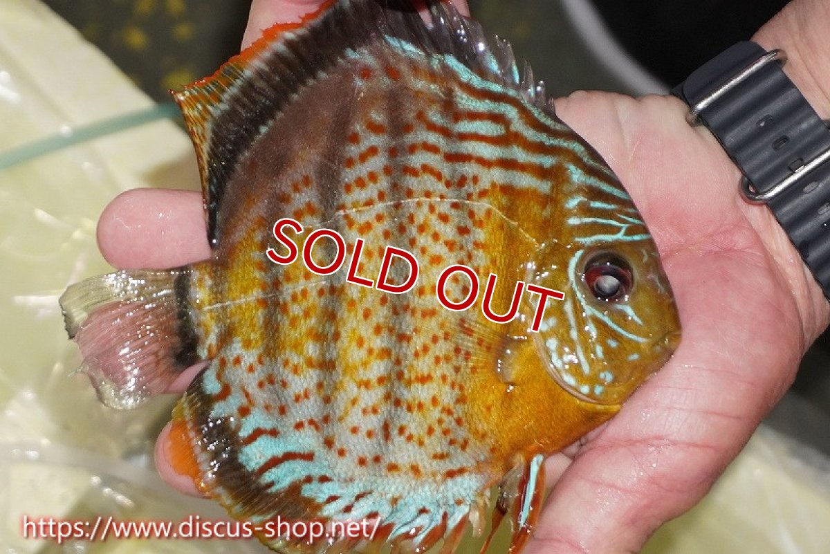 画像2: 【ワイルドディスカス】【通販】【今シーズン超希少種】アッパーテフェロイヤルグリーン（腹ビレ難有り）【個体販売】15cm（生体）アッパーテフェ産 (2)