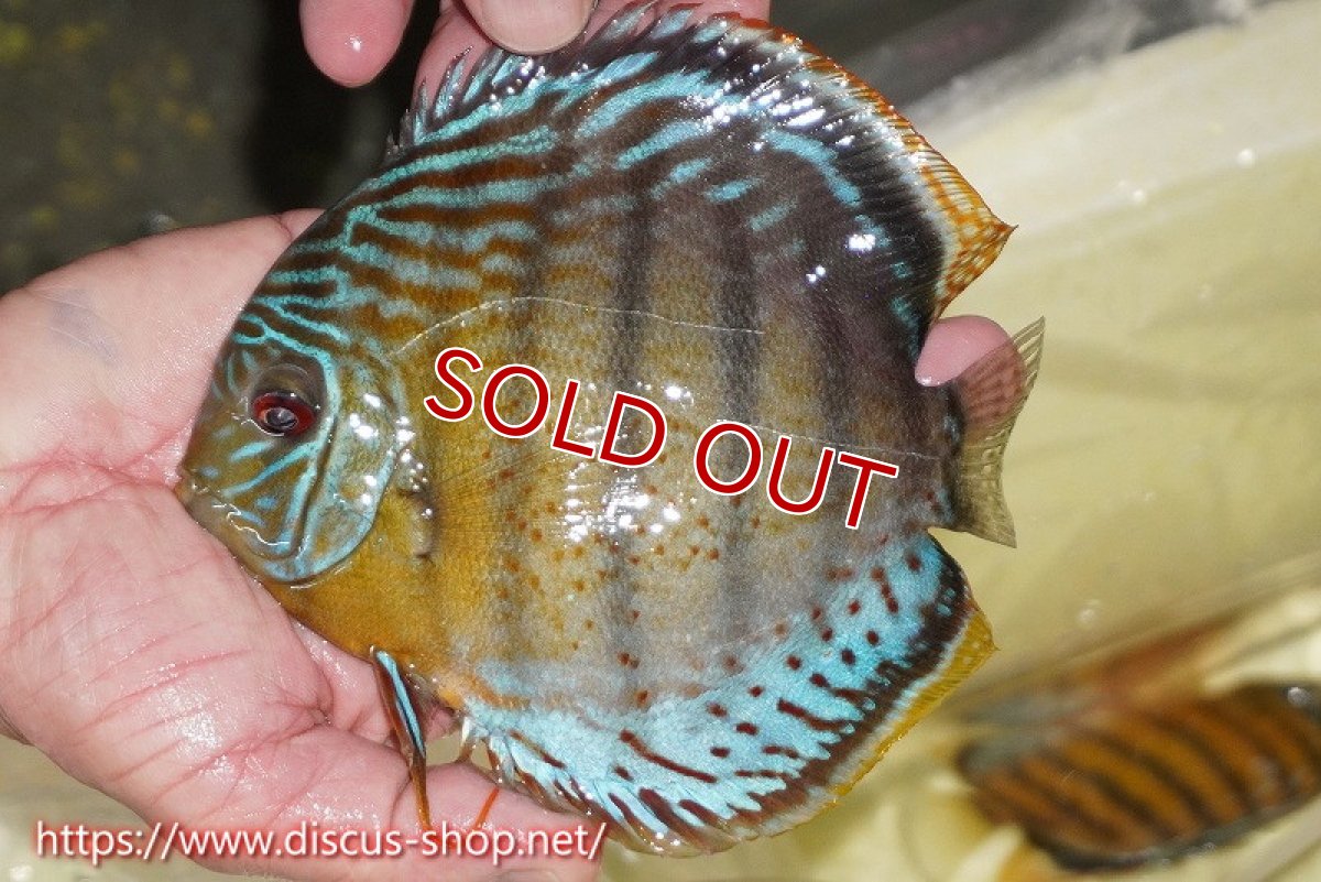 画像1: 【30周年記念セール対象個体】【ワイルドディスカス】【通販】【今シーズン超希少種】アッパーテフェロイヤルグリーン【個体販売】16cm（生体）アッパーテフェ産 (1)