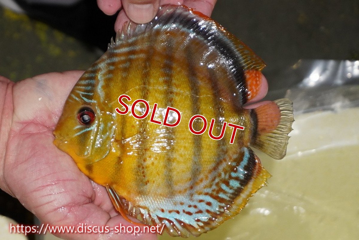 画像2: 【30周年記念セール対象個体】【ワイルドディスカス】【通販】【今シーズン超希少種】アッパーテフェロイヤルグリーン【個体販売】15cm（生体）アッパーテフェ産 (2)